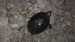 Kinosternon hirtipes murrayi