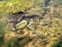 Padina pavonica