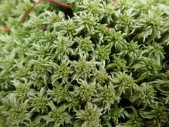 Sphagnum cuspidatum