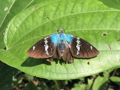 Astraptes