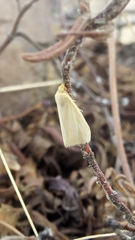 Lepidoptera