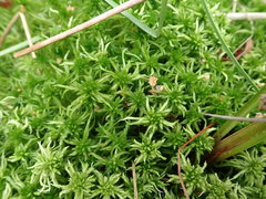 Sphagnum cuspidatum