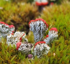 Cladonia incrassata