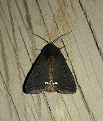 Melanchra assimilis