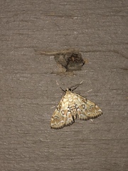 Elophila icciusalis
