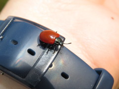 Chrysomela populi