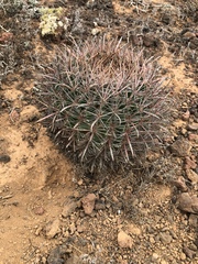 Ferocactus fordii borealis