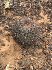 Ferocactus fordii borealis