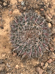 Ferocactus fordii borealis