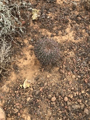 Ferocactus fordii borealis