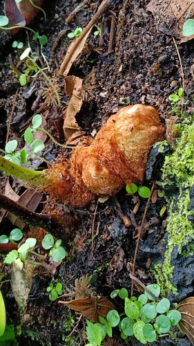 Foto de Samambaia-açu