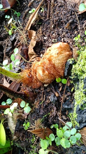 Foto de Samambaia-açu
