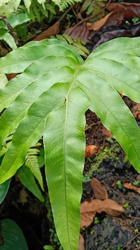 Foto de Samambaia-açu