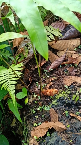 Foto de Samambaia-açu