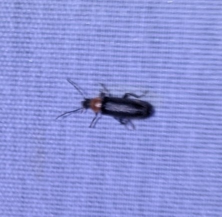 Variable False Darkling Beetle