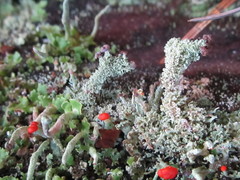 Cladonia parasitica