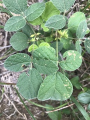 Rhynchosia tomentosa