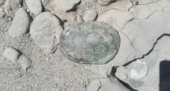 Kinosternon hirtipes murrayi