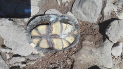 Kinosternon hirtipes murrayi