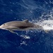 Aaltojuovadelfiini - Photo (c) Asher Perla, osa oikeuksista pidätetään (CC BY-NC), lähettänyt Asher Perla