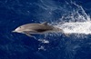 Clymene Dolphin - Photo (c) Asher Perla, some rights reserved (CC BY-NC), uploaded by Asher Perla