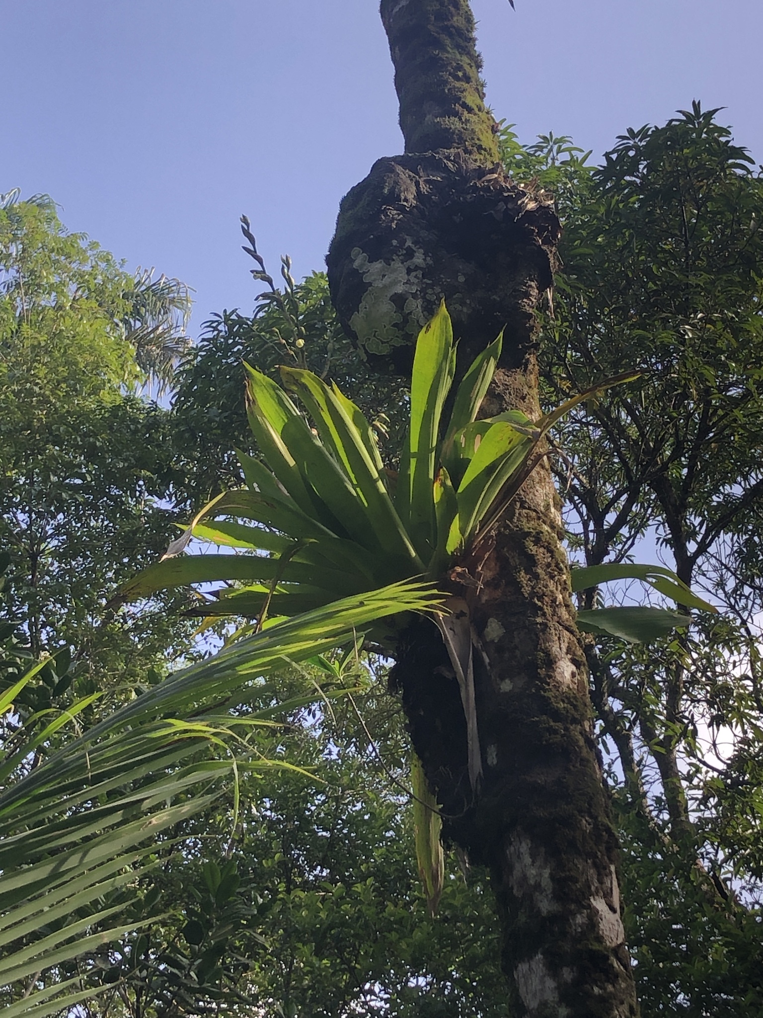 Imagem de Bromélia-gigante