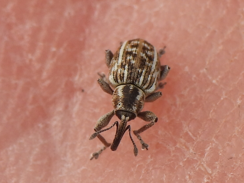 Lateral-lined Smicronyx
