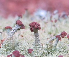 Cladonia parasitica
