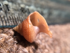 Maurea punctulata