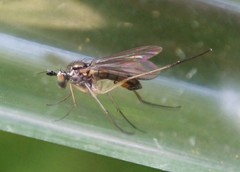 Sybistroma obscurellum