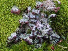 Cladonia parasitica