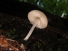 Pluteus niveus