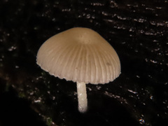Pluteus niveus