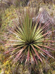 Puya clava-herculis