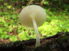 Pluteus niveus