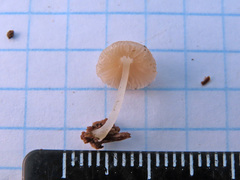 Pluteus niveus