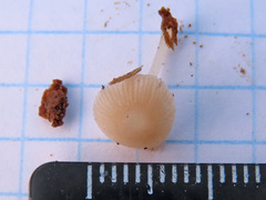 Pluteus niveus