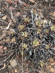 Dudleya cultrata