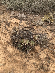 Dudleya cultrata