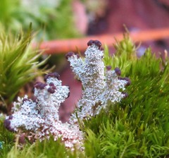 Cladonia parasitica