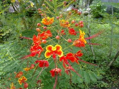 Caesalpinia pulcherrima