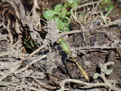 Erpetogomphus