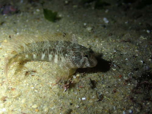 Tasselled Blenny