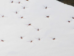 Rheumatobates rileyi