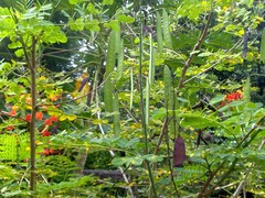 Caesalpinia pulcherrima