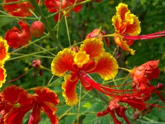 Caesalpinia pulcherrima