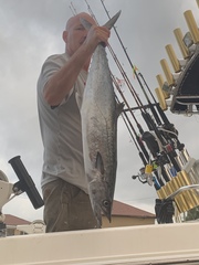 Scomberomorus cavalla