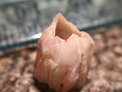 Notomegabalanus decorus