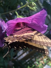 Papilio glaucus