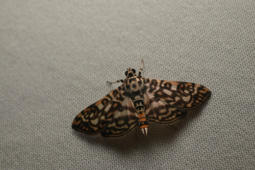 Coremata stigmatalis
